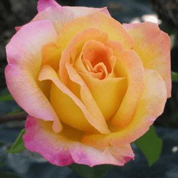 Rosier 'Madame A. Meilland' - Rosa Thé moderne 'Madame A. Meilland'