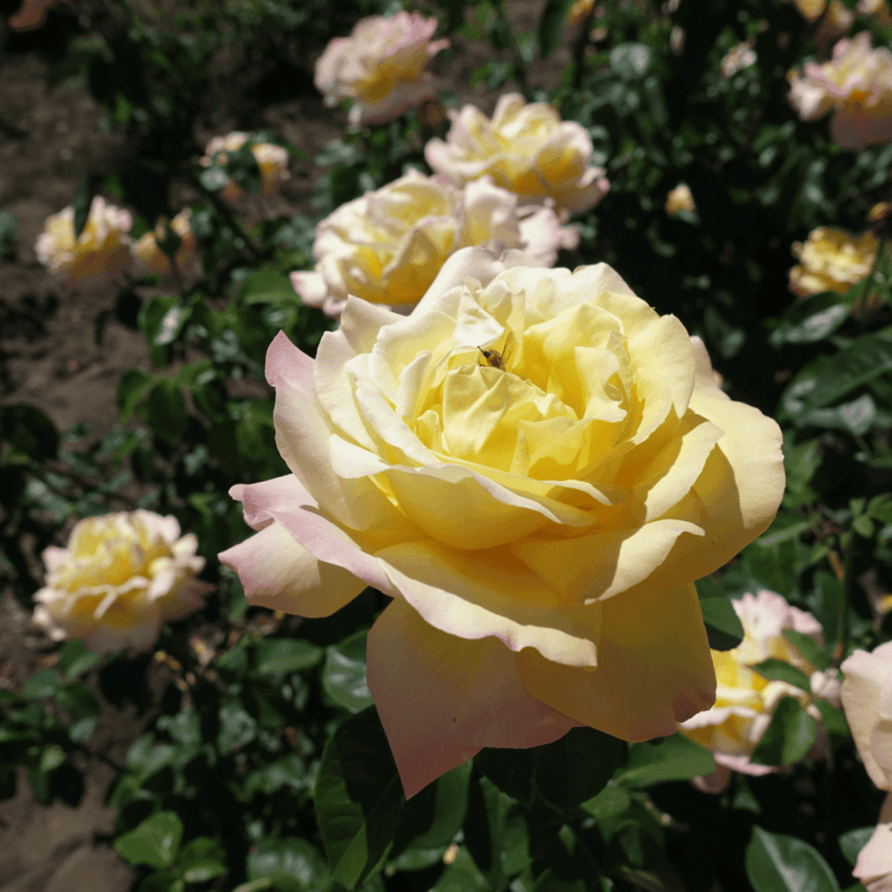 Rosier 'Madame A. Meilland' - Rosa Thé moderne 'Madame A. Meilland' - FLEURANDIE