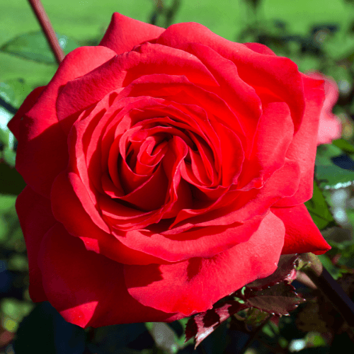 Rosier 'Mister Lincoln' - Rosa Thé moderne 'Mister Lincoln' - FLEURANDIE