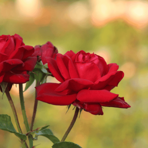 Rosier 'Mister Lincoln' - Rosa Thé moderne 'Mister Lincoln' - FLEURANDIE