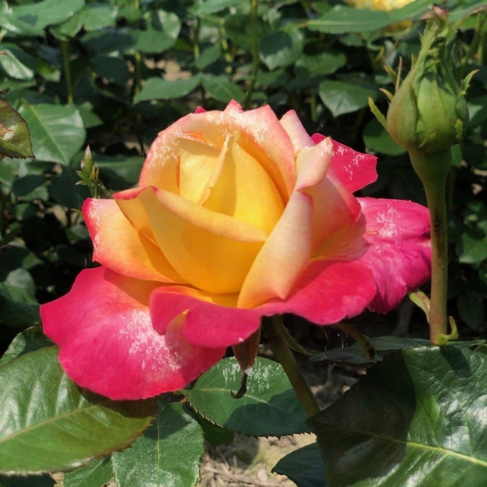 Rosa Oriental Peace Meilland - Alberello In Vaso 20cm, Fiori Gialli E Rossi | Rifiorente, Certificata - Foto 13