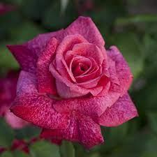 Rosier 'Pierre Cardin' - Rosa 'Pierre Cardin' - FLEURANDIE