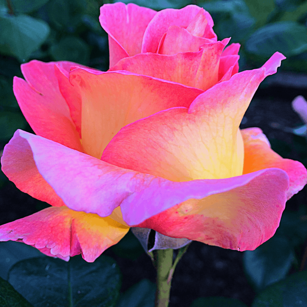 Rosier 'Sweet Delight' - Rosa 'Sweet Delight' - FLEURANDIE