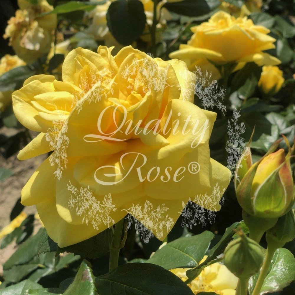 Rosier Thé moderne 'Gina Lollobrigida' - Rosa Thé moderne 'Gina Lollobrigida' - FLEURANDIE