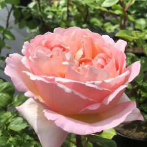 Rosier Thé moderne 'Princesse Charlène de Monaco' - Rosa Thé moderne 'Princesse Charlène de Monaco' - FLEURANDIE