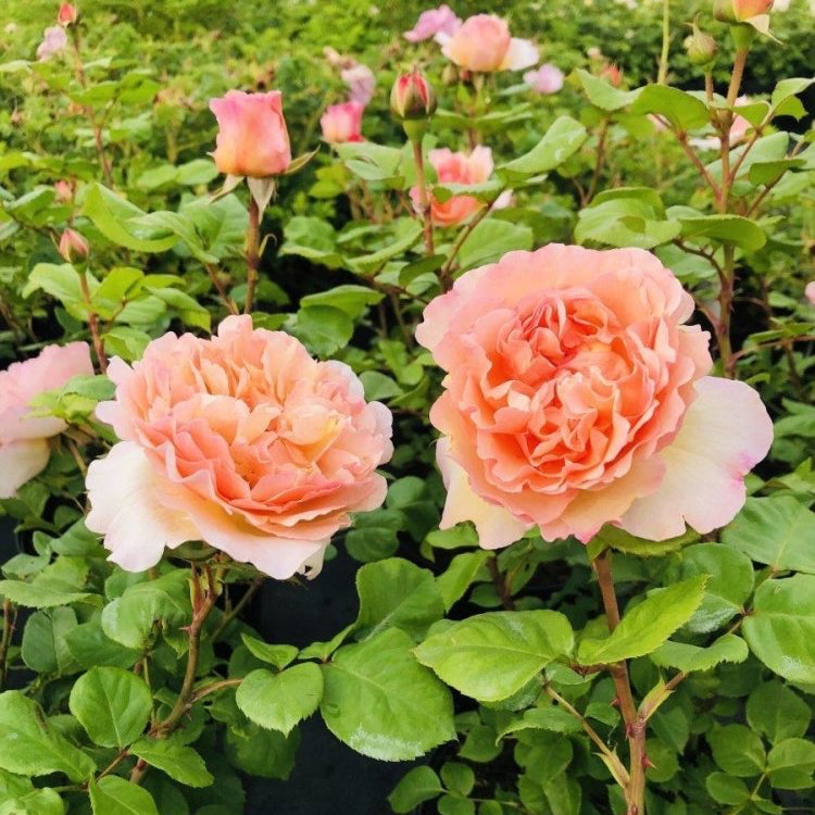 Rosier Thé moderne 'Princesse Charlène de Monaco' - Rosa Thé moderne 'Princesse Charlène de Monaco' - FLEURANDIE