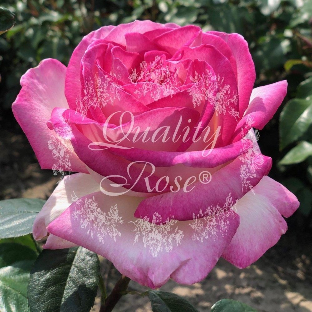 Rosier Thé moderne 'Princesse de Monaco' - Rosa Thé moderne 'Princesse de Monaco' - FLEURANDIE