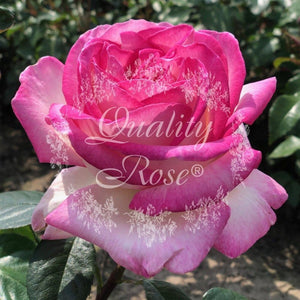 Rosier Thé moderne 'Princesse de Monaco' - Rosa Thé moderne 'Princesse de Monaco' - FLEURANDIE