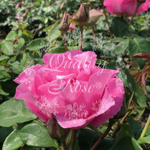 Rosier Thé moderne 'The Mac Cartney Rose' - Rosa Thé moderne 'The Mac Cartney Rose' - FLEURANDIE