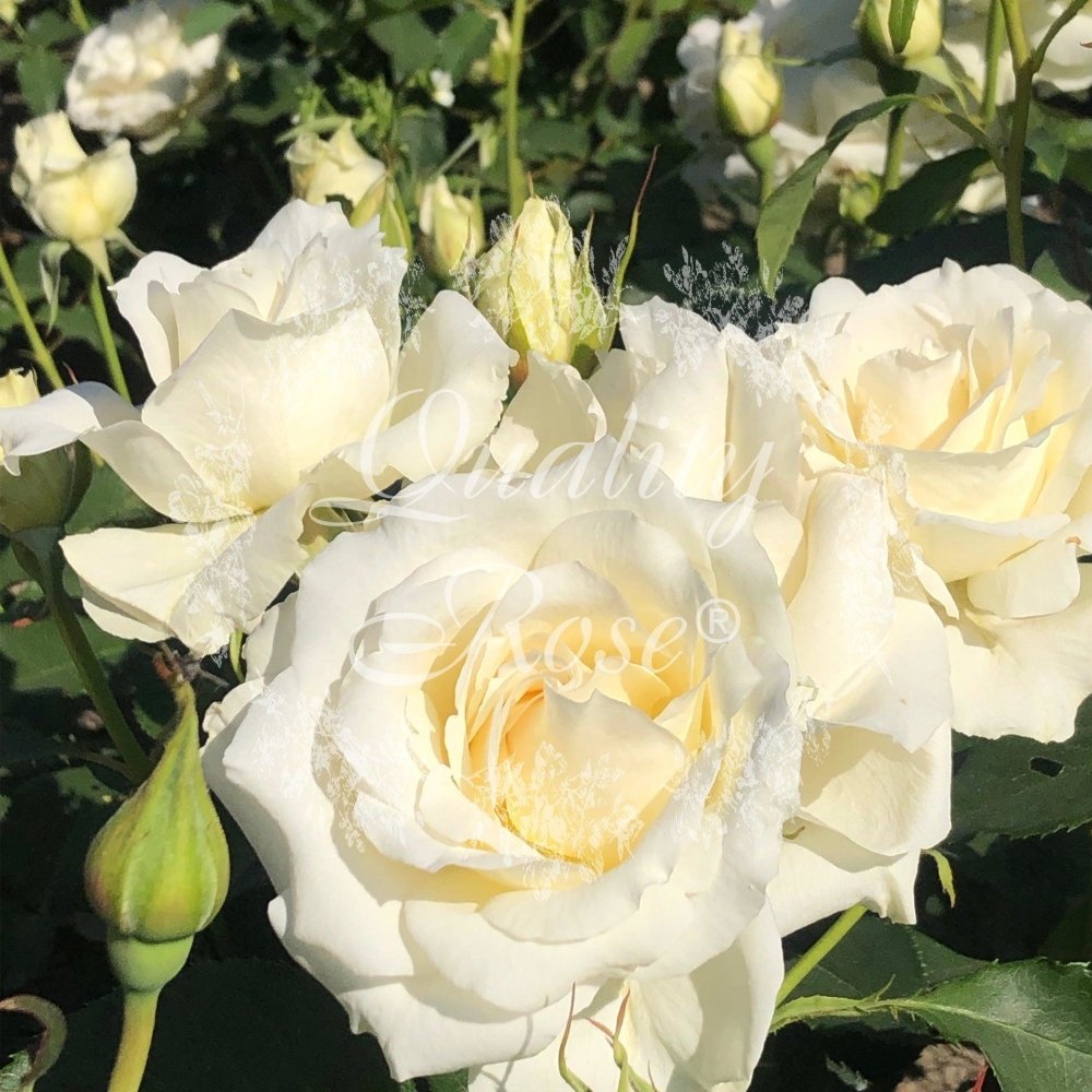 Rosier Thé moderne 'White Symphony' - Rosa Thé moderne 'White Symphony' - FLEURANDIE