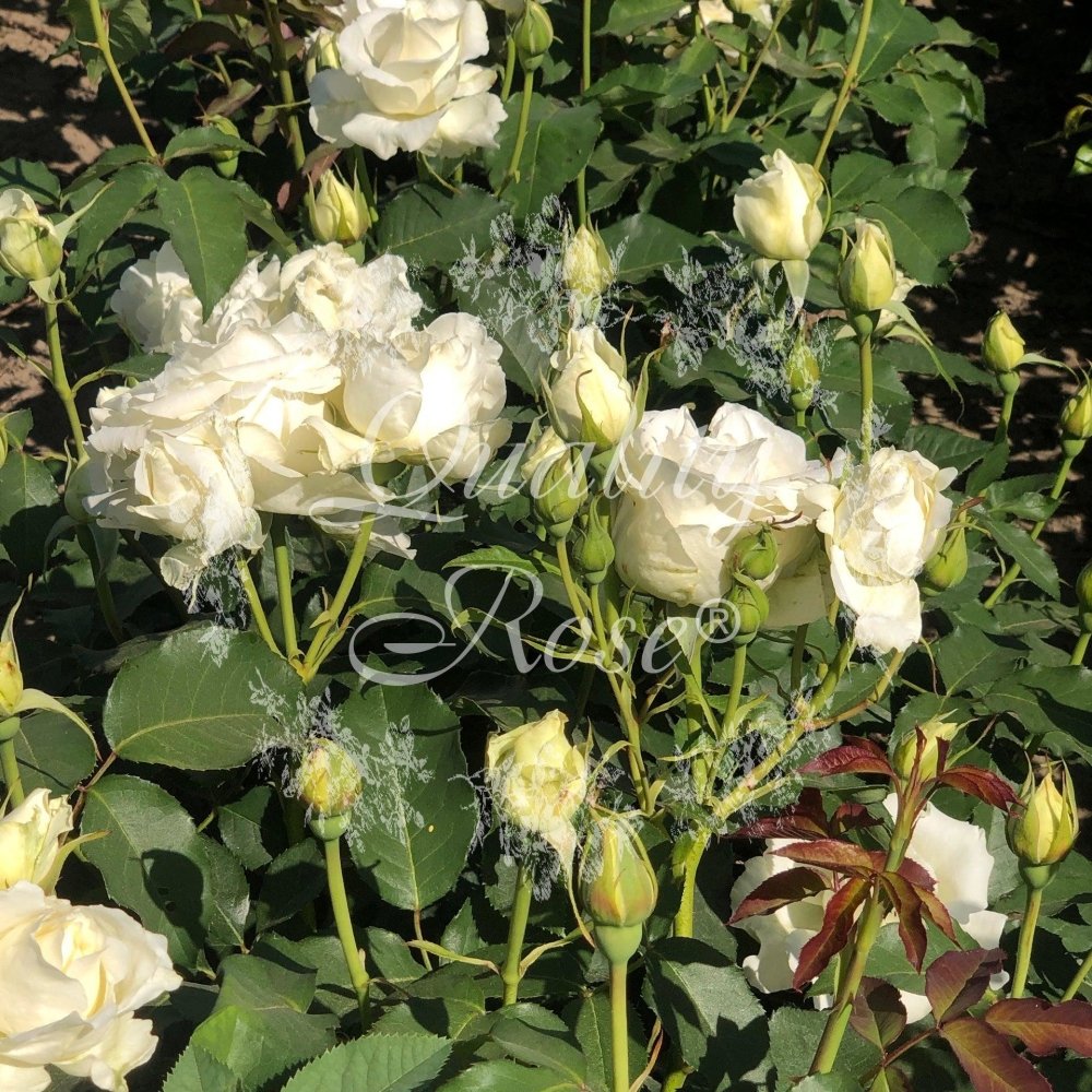 Rosier Thé moderne 'White Symphony' - Rosa Thé moderne 'White Symphony' - FLEURANDIE