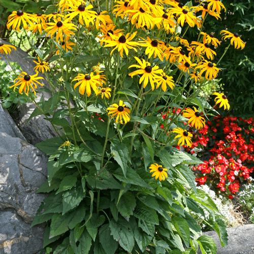 Rudbeckia fulgida 'Goldsturm' - Rudbeckia fulgida 'Goldsturm' - FLEURANDIE