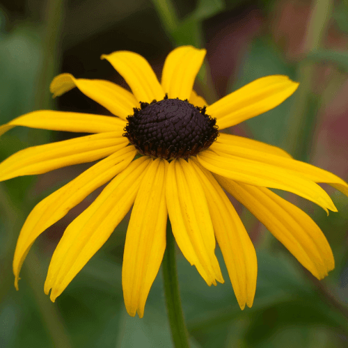 Rudbeckia fulgida 'Goldsturm' - Rudbeckia fulgida 'Goldsturm' - FLEURANDIE