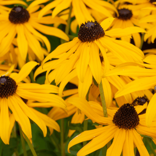 Rudbeckia fulgida 'Goldsturm' - Rudbeckia fulgida 'Goldsturm' - FLEURANDIE