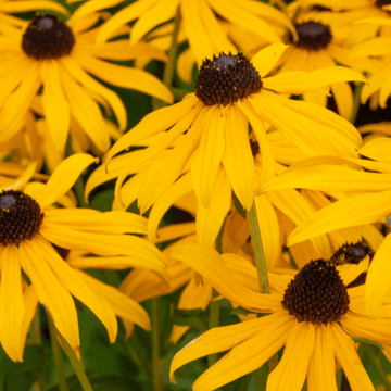 Rudbeckia fulgida 'Goldsturm' - Rudbeckia fulgida 'Goldsturm'