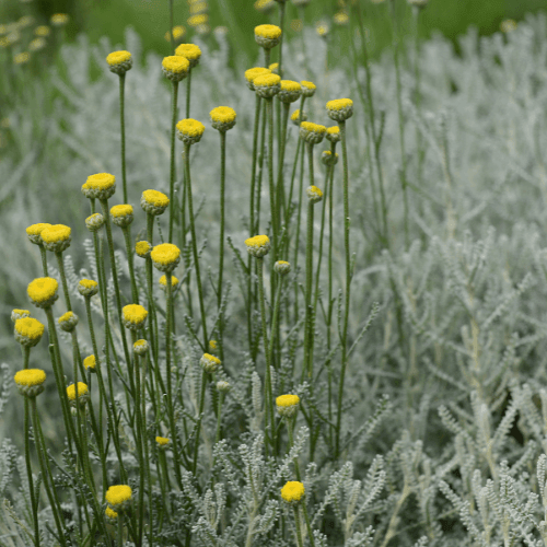 Santoline à feuilles de cyprès - Santolina chamaecyparissus - FLEURANDIE