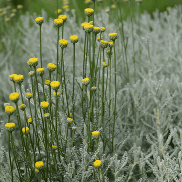 Santoline à feuilles de cyprès - Santolina chamaecyparissus