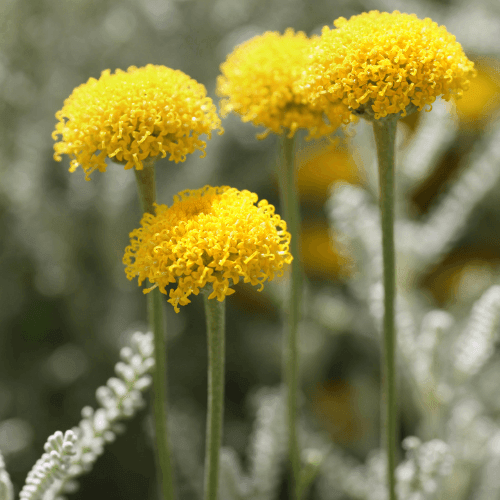 Santoline à feuilles de cyprès - Santolina chamaecyparissus - FLEURANDIE