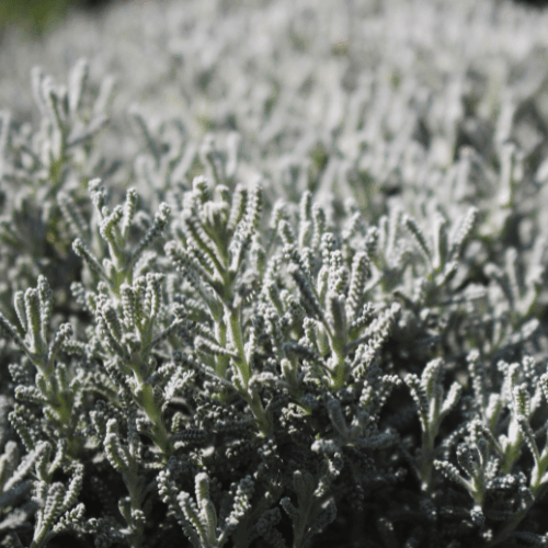 Santoline à feuilles de cyprès - Santolina chamaecyparissus - FLEURANDIE