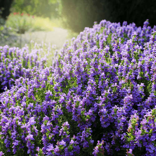 Sarriette vivace - Satureja montana - FLEURANDIE