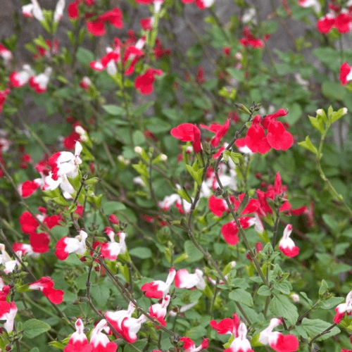 Sauge à petite feuille 'Hot lips' - Salvia microphylla 'Hot Lips' - FLEURANDIE