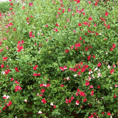 Sauge à petite feuille 'Hot lips' - Salvia microphylla 'Hot Lips' - FLEURANDIE