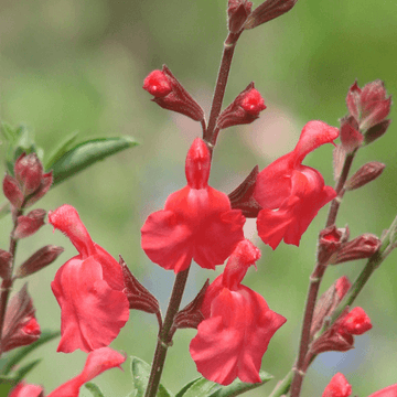 Sauge à petite feuille 'Orange' - Salvia microphylla 'Orange'