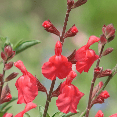 Sauge à petite feuille 'Orange' - Salvia microphylla 'Orange' - FLEURANDIE
