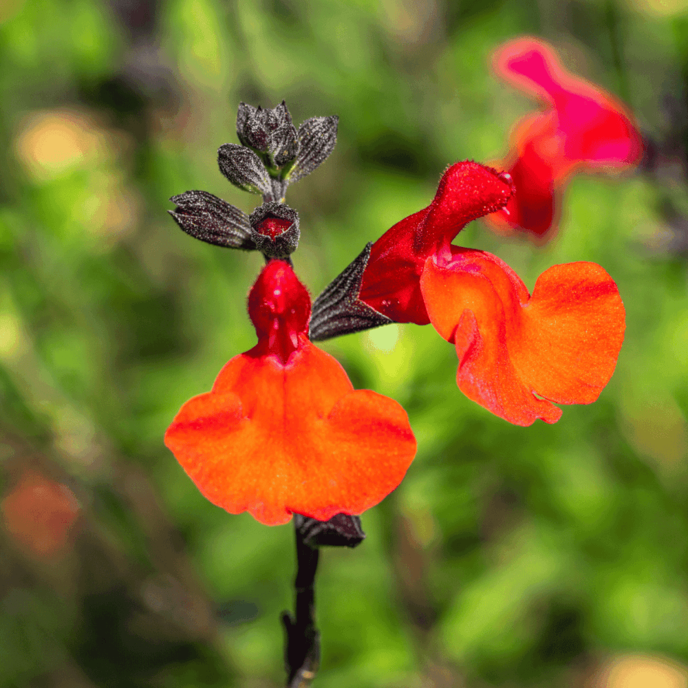 Sauge à petite feuille 'Orange' - Salvia microphylla 'Orange' - FLEURANDIE