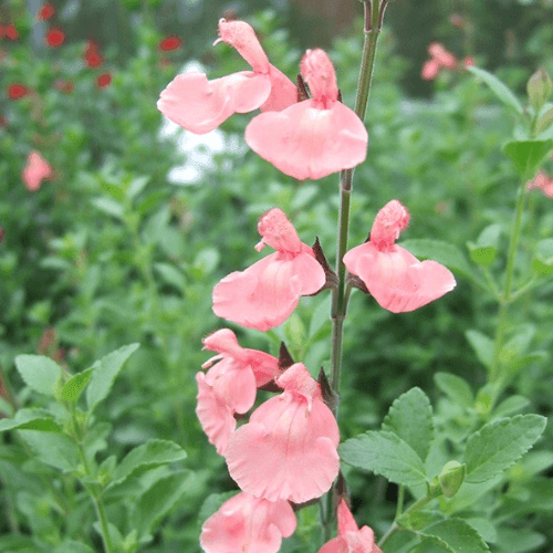 Sauge à petite feuille 'Ribambelle' - Salvia microphylla 'Ribambelle' - FLEURANDIE