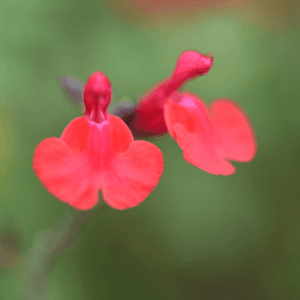 Sauge à petites feuilles 'Cavalieri d'Alto' - Salvia microphylla 'Cavalieri d'Alto' - FLEURANDIE