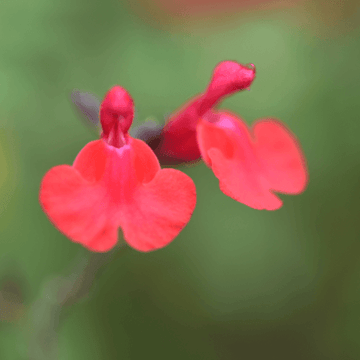 Sauge à petites feuilles 'Cavalieri d'Alto' - Salvia microphylla 'Cavalieri d'Alto'