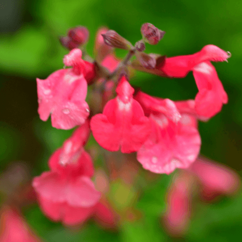 Sauge à petites feuilles 'Cavalieri d'Alto' - Salvia microphylla 'Cavalieri d'Alto' - FLEURANDIE