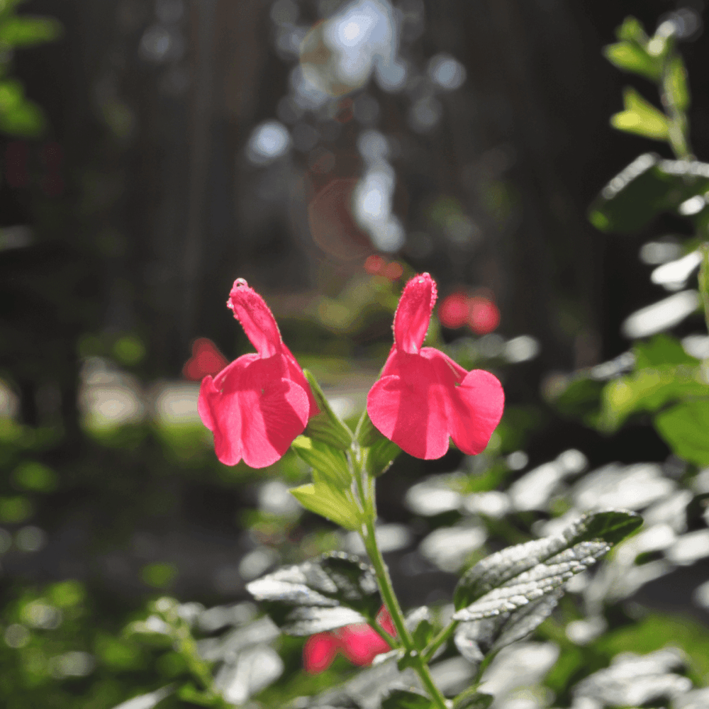 Sauge à petites feuilles 'Cavalieri d'Alto' - Salvia microphylla 'Cavalieri d'Alto' - FLEURANDIE