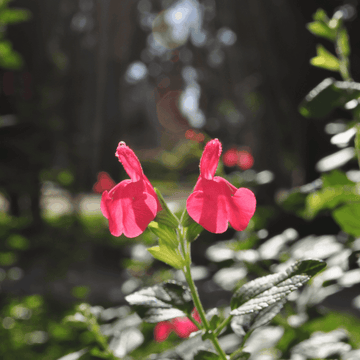 Sauge à petites feuilles 'Cavalieri d'Alto' - Salvia microphylla 'Cavalieri d'Alto'