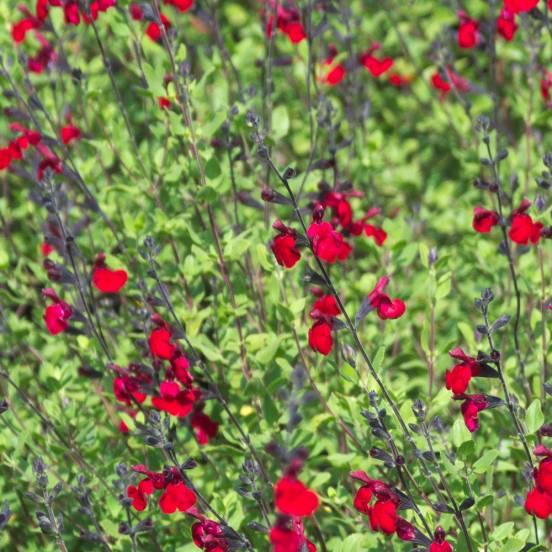 Sauge à petites feuilles 'Rouge' - Salvia microphylla 'Rouge' - FLEURANDIE