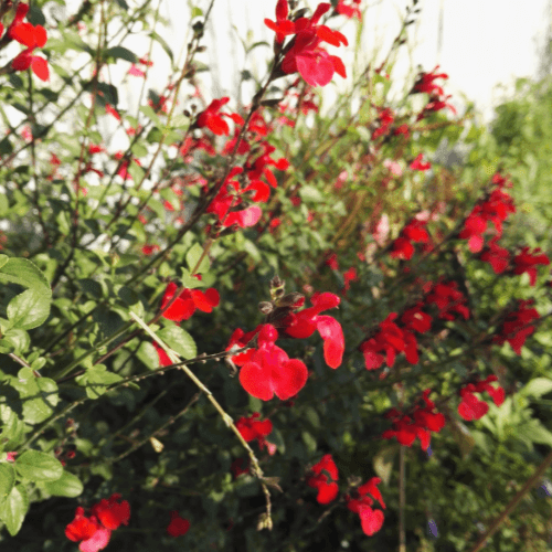 Sauge à petites feuilles 'Royal Bumble' - Salvia microphylla 'Royal Bumble' - FLEURANDIE