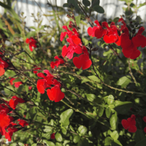 Sauge à petites feuilles 'Royal Bumble' - Salvia microphylla 'Royal Bumble' - FLEURANDIE