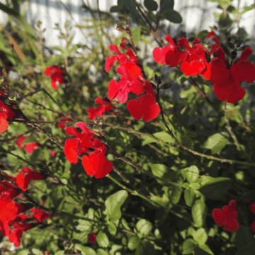 Sauge à petites feuilles 'Royal Bumble' - Salvia microphylla 'Royal Bumble'