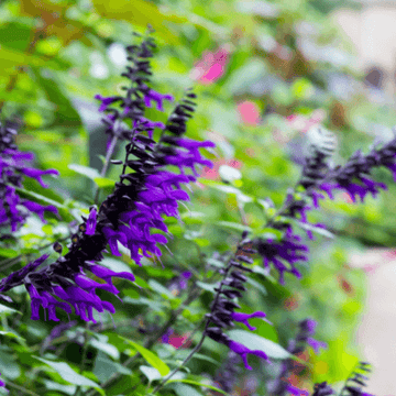 Sauge 'Amistad' - Salvia x 'Amistad'