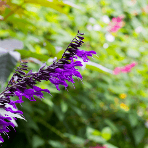 Sauge 'Amistad' - Salvia x 'Amistad' - FLEURANDIE