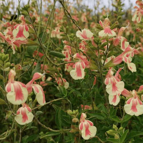 Sauge arbustive 'Belle De Loire' - Salvia jamensis 'Belle De Loire' - FLEURANDIE