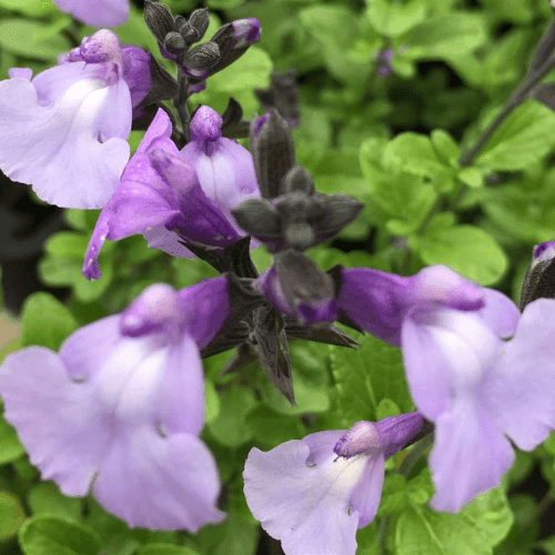 Sauge arbustive bleu ciel - Salvia microphylla 'So Cool Pale Blue' - FLEURANDIE