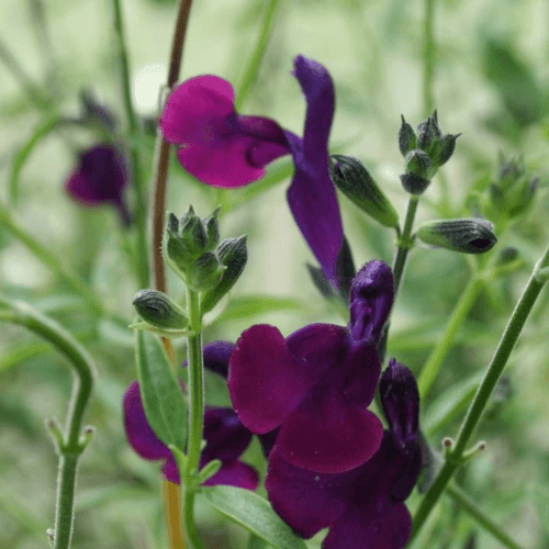 Sauge jamensis 'Violette de Loire' - Salvia x jamensis 'Violette de Loire' - FLEURANDIE