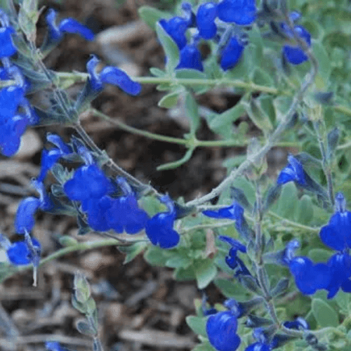 Sauge du Mexique 'Silver leaves' - Salvia chamaedryoides 'Silver leaves' - FLEURANDIE