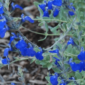 Sauge du Mexique 'Silver leaves' - Salvia chamaedryoides 'Silver leaves'