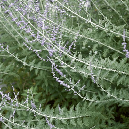 Sauge d'afghanistan - Perovskia atriplicifolia - FLEURANDIE