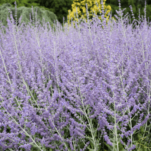 Sauge d'afghanistan - Perovskia atriplicifolia - FLEURANDIE