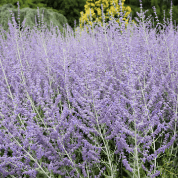 Sauge d'afghanistan - Perovskia atriplicifolia