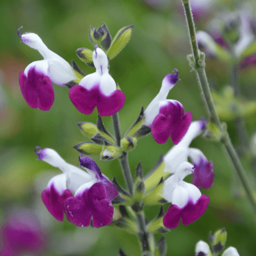 Sauge de Gregg 'Amethyst Lips' - Salvia greggii 'Amethyst Lips' - FLEURANDIE